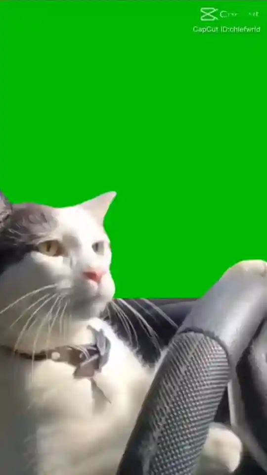 Cat Car Driving Capcut Template Video