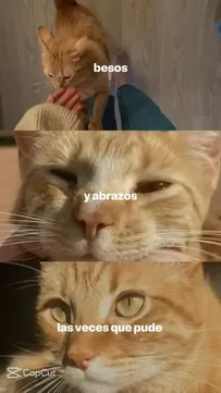 Dtmf Capcut Template Video